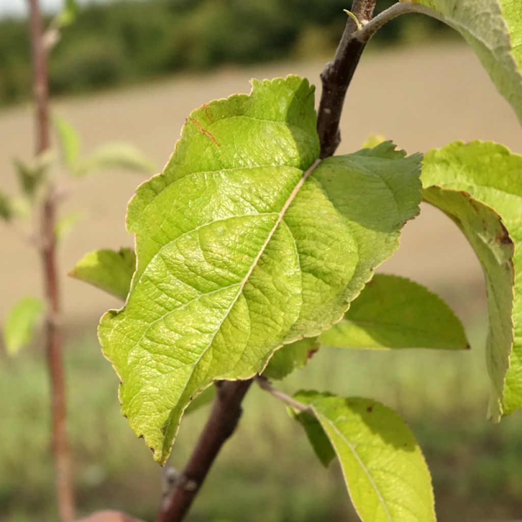 Tarhaomenapuu Braeburn