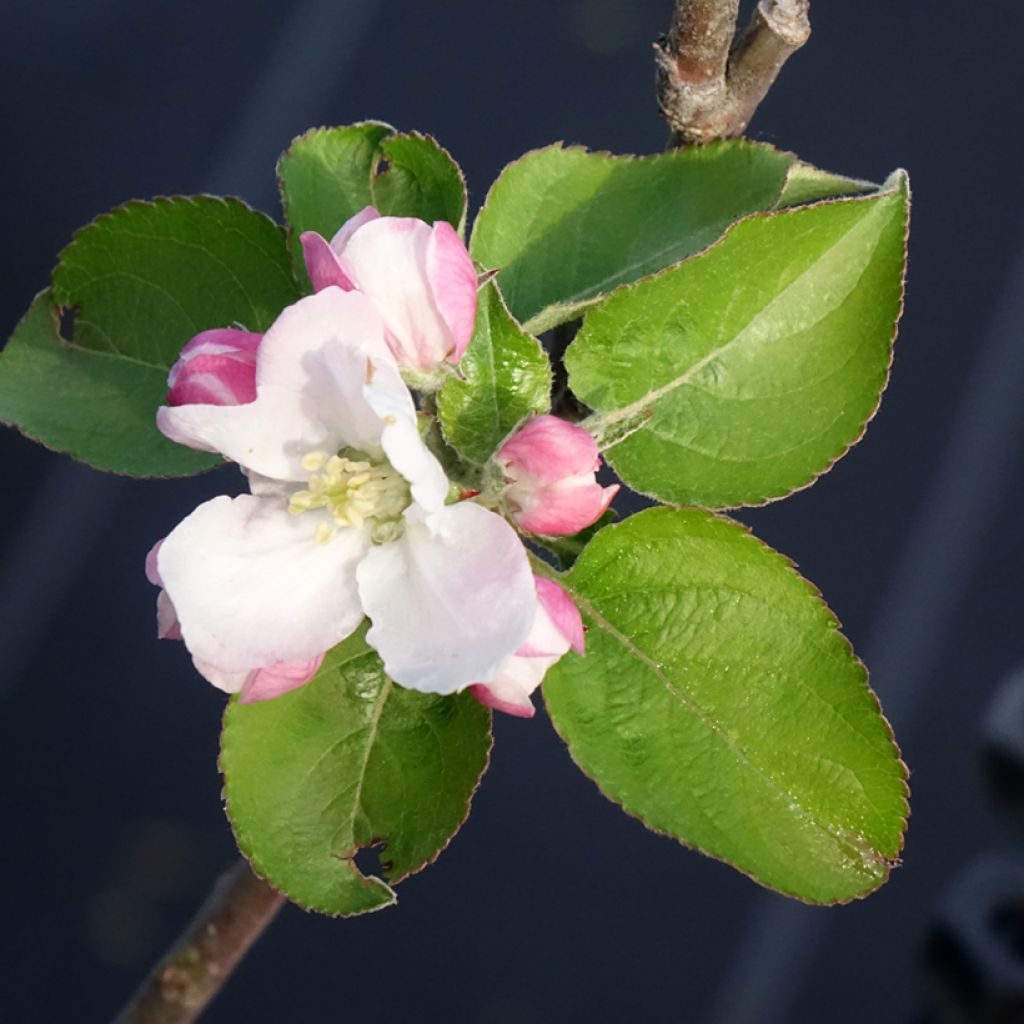 Tarhaomenapuu Reinette Blanche du Canada
