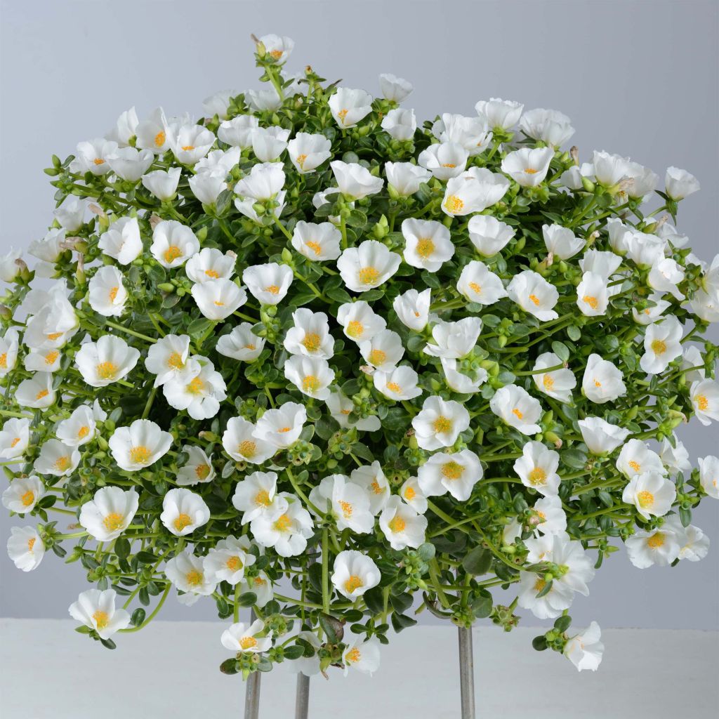 Vihannesportulakka Pazzaz White