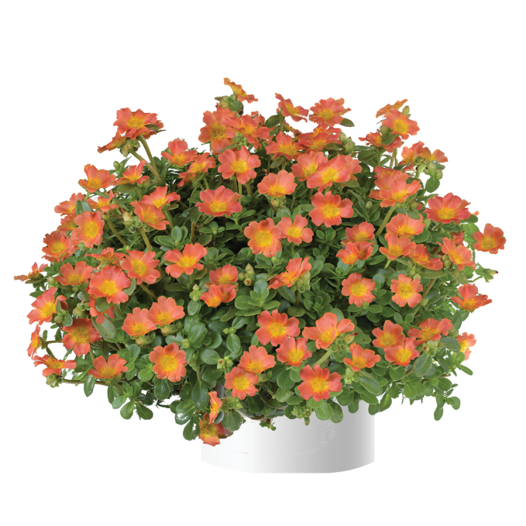 Vihannesportulakka Pazzaz Nano Orange