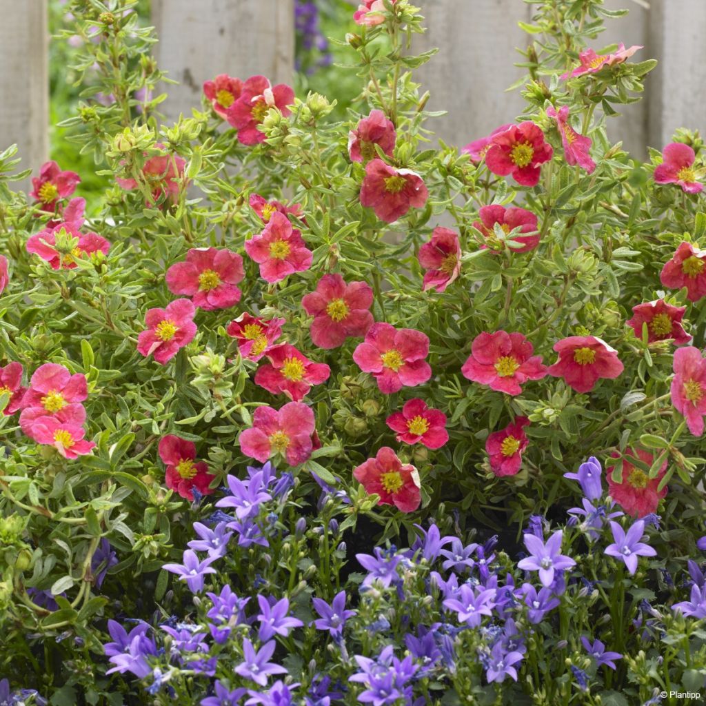 Potentilla fruticosa Danny Boy - Potentille arbustive à fleurs simples rose framboise