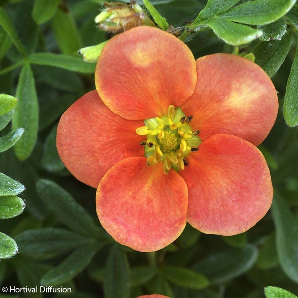 Pensashanhikki Red'issima