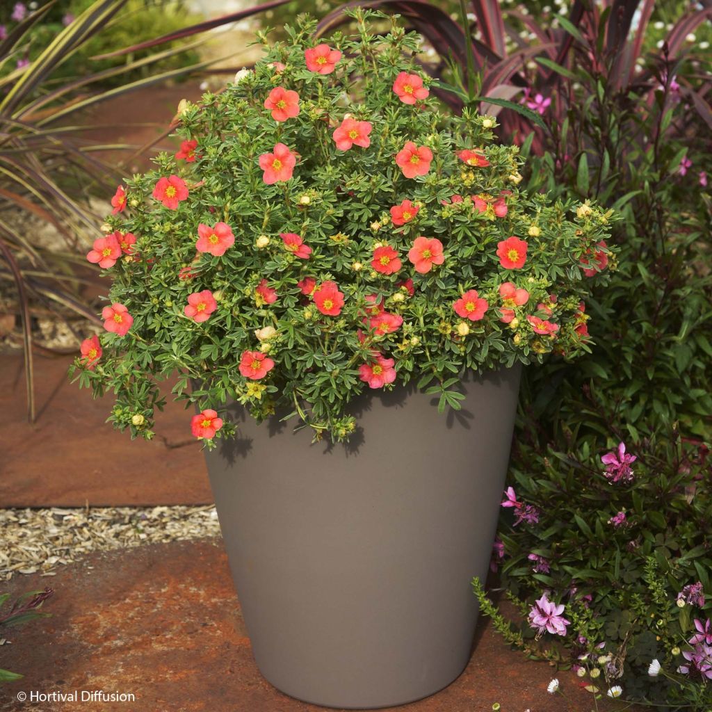Pensashanhikki Red'issima