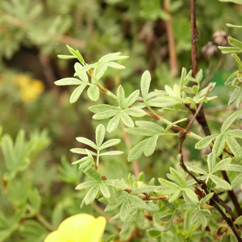 Pensashanhikki Tangerine