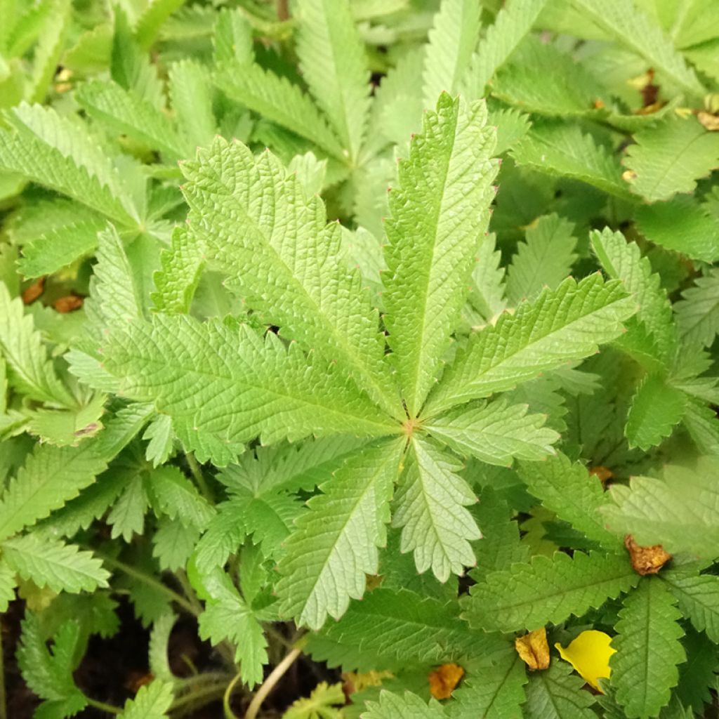 Pystyhanhikki var. sulphurea