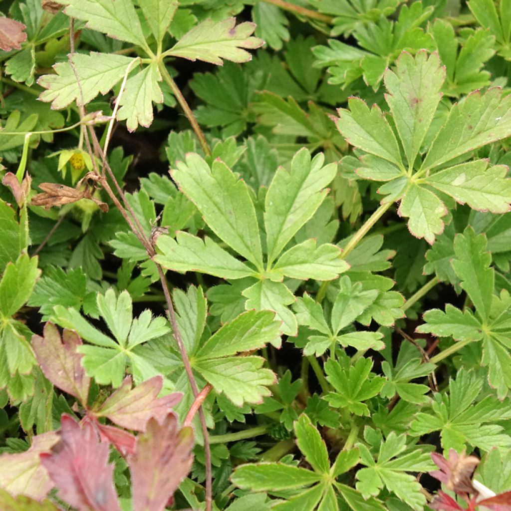 Pikkuhanhikki - Potentilla verna (viridis)