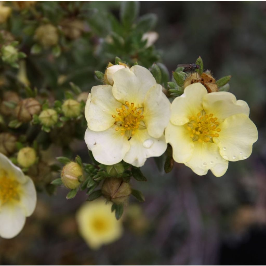 Pensashanhikki Primrose Beauty