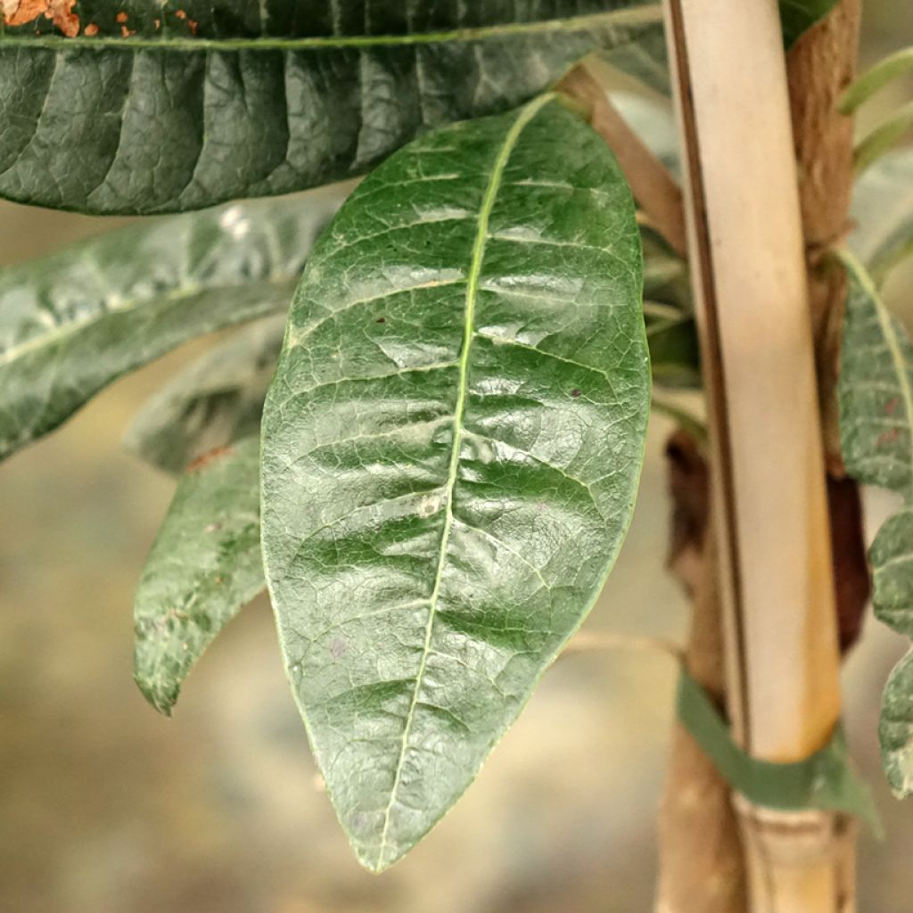 Lukuma - Pouteria obovata
