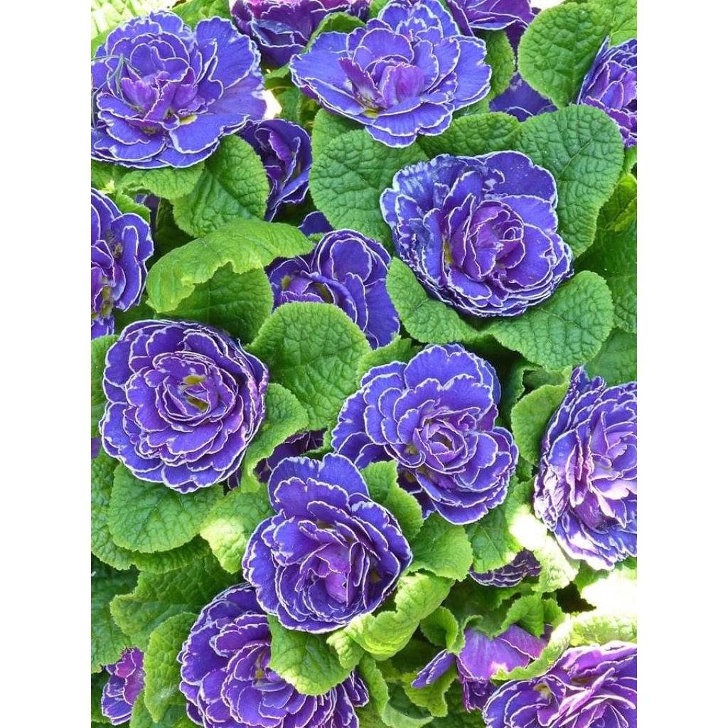 Kääpiöesikko Belarina Amethyst Ice