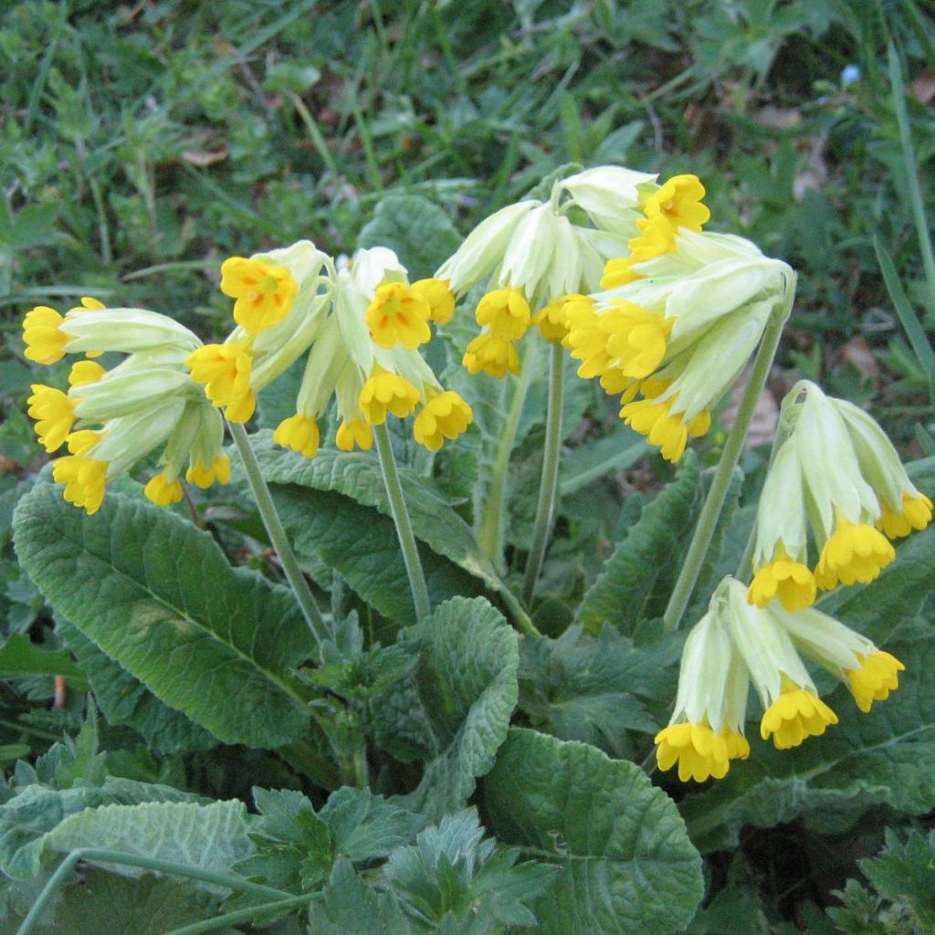 Kevätesikko - Primula veris
