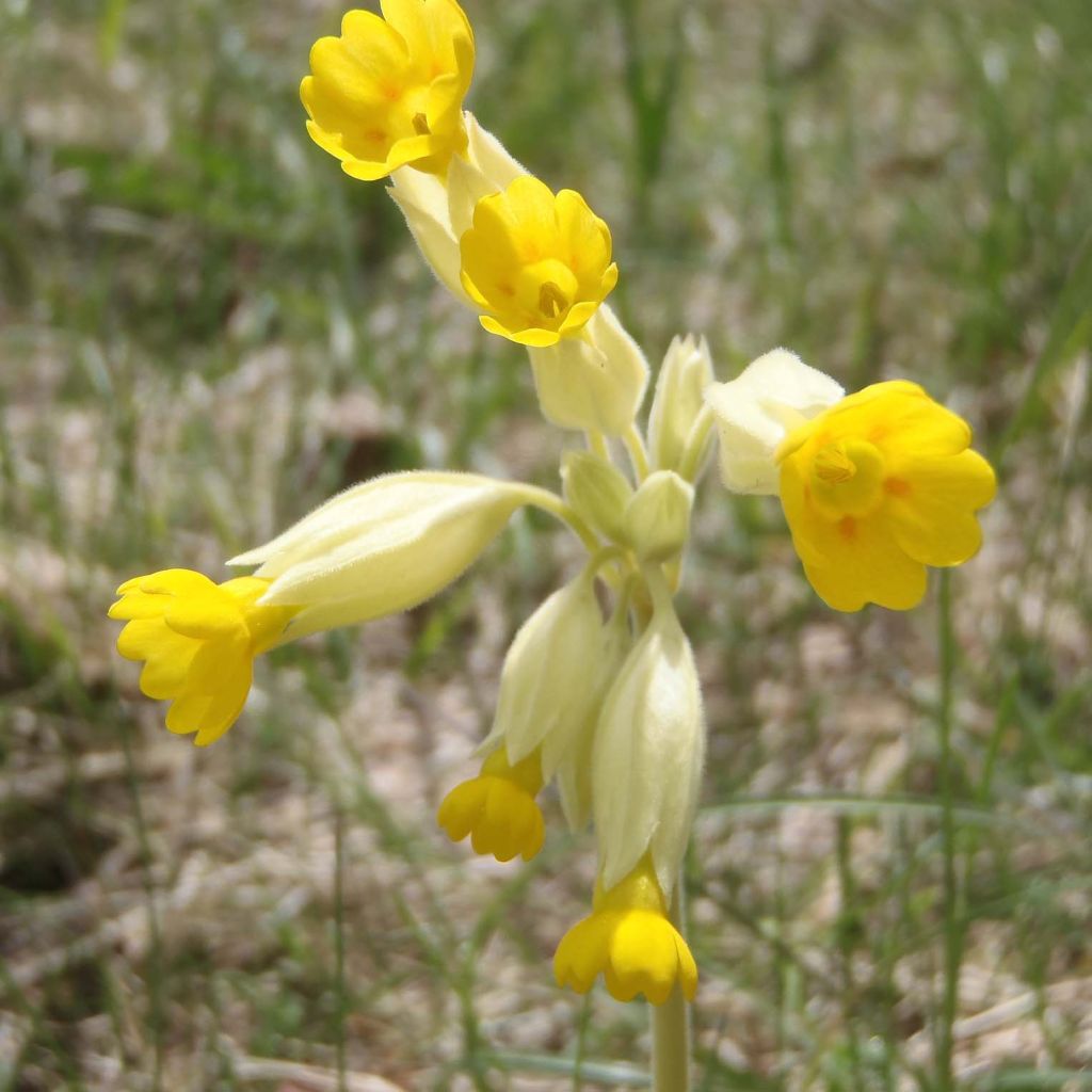 Kevätesikko - Primula veris