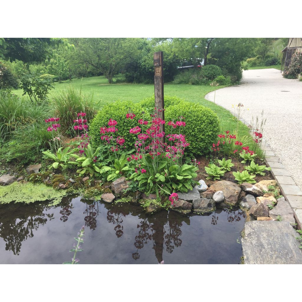 Japaninesikko - Primula japonica