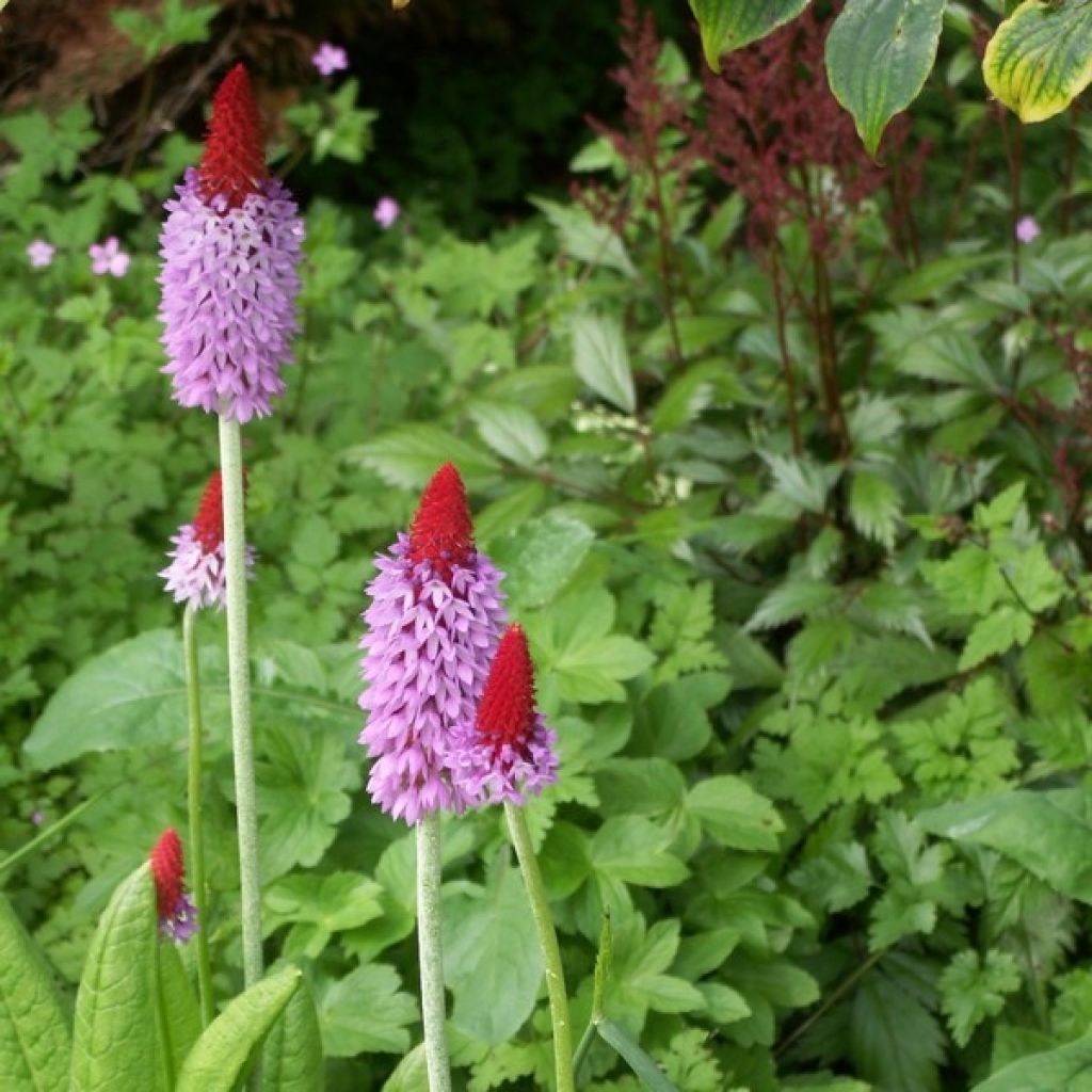 Tähkäesikko - Primula vialii