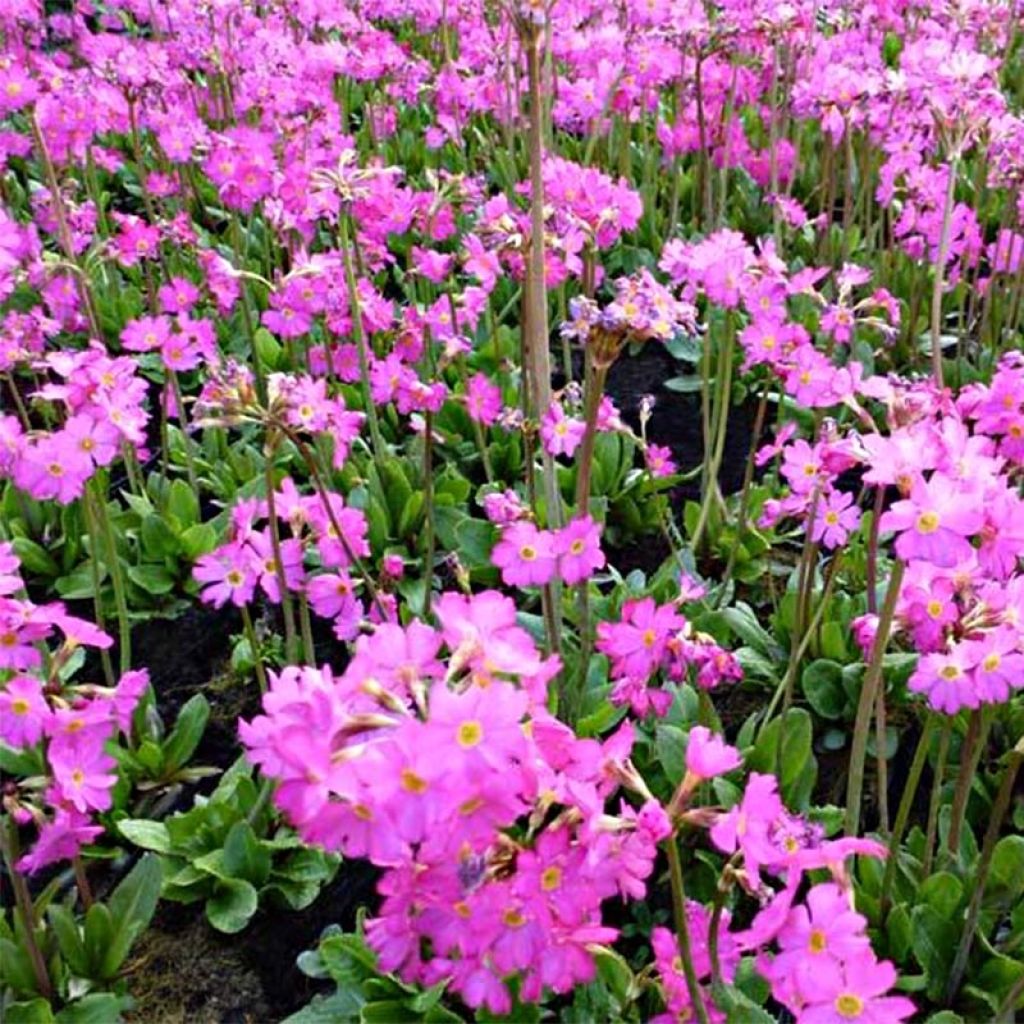 Himalajanesikko Grandiflora