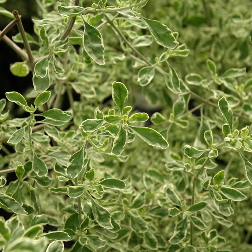 Ritvamintu Variegata