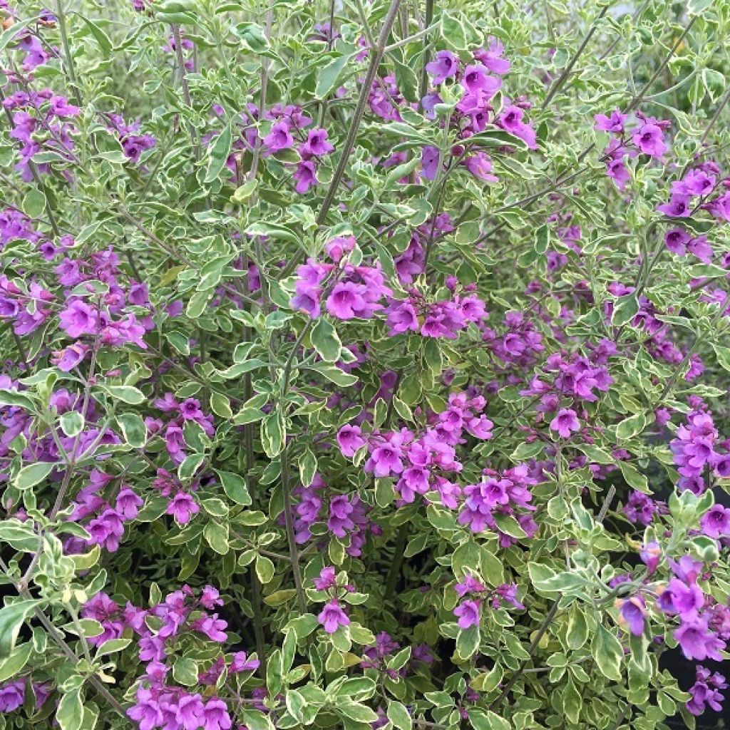 Ritvamintu Variegata - Prostanthera ovalifolia
