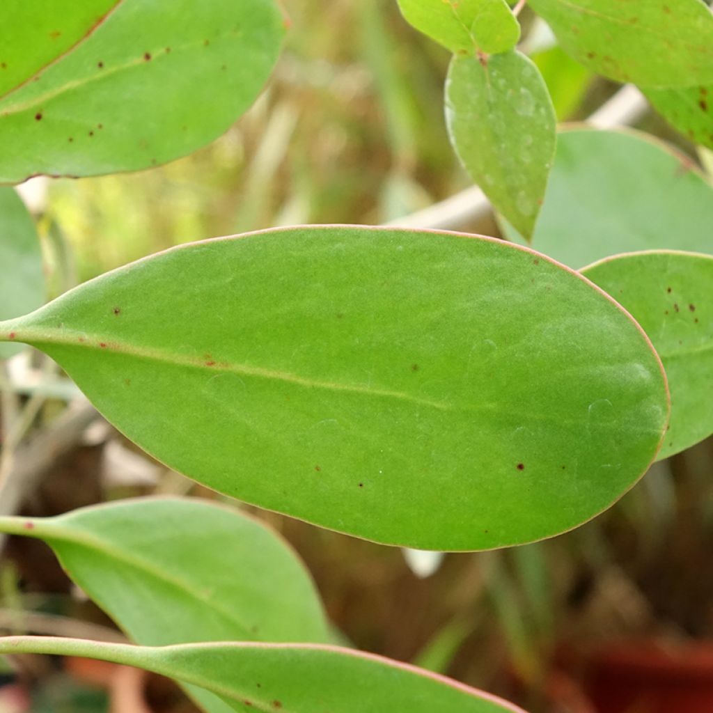 Kuningasprotea - Protea cynaroides