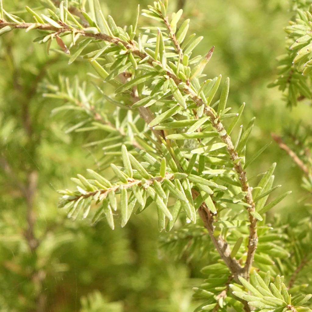 Lännenhemlokki - Tsuga heterophylla