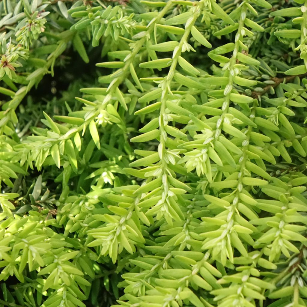 Kanadanhemlokki Nana