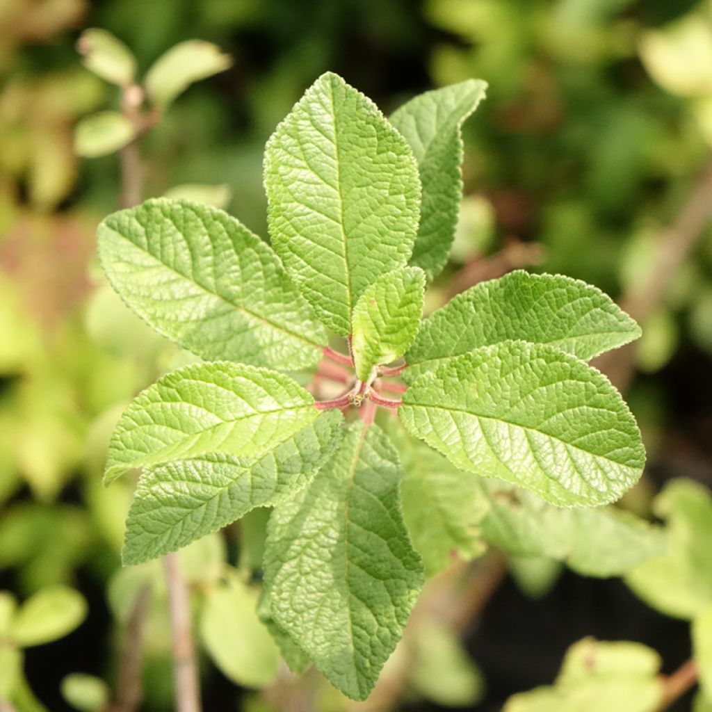 Oratuomi - Prunus spinosa