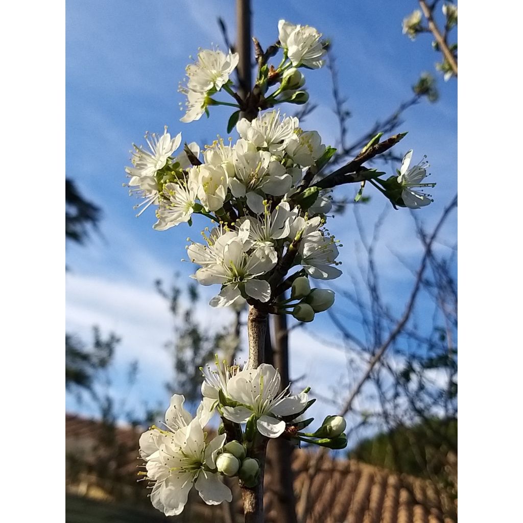 Mirabelliluumu Mirabelle de Nancy