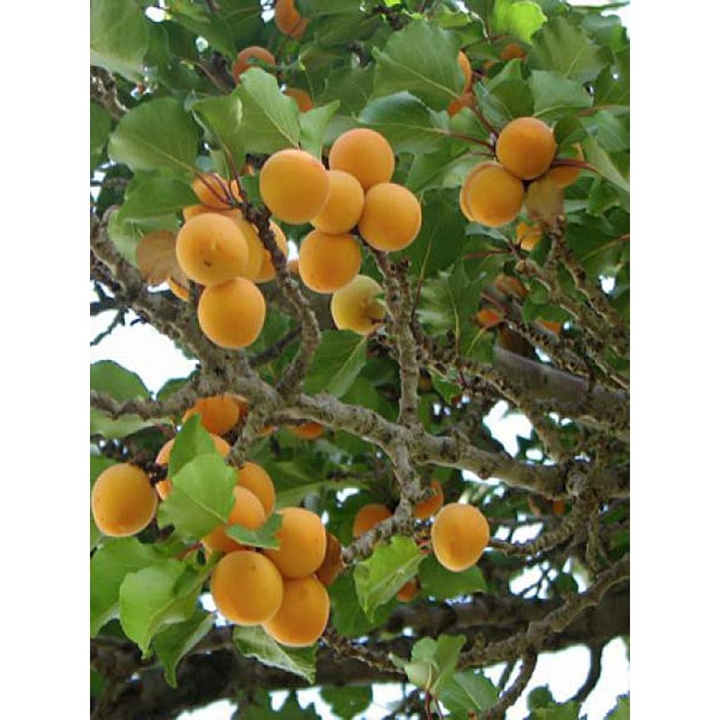 Aprikoosi Nanum