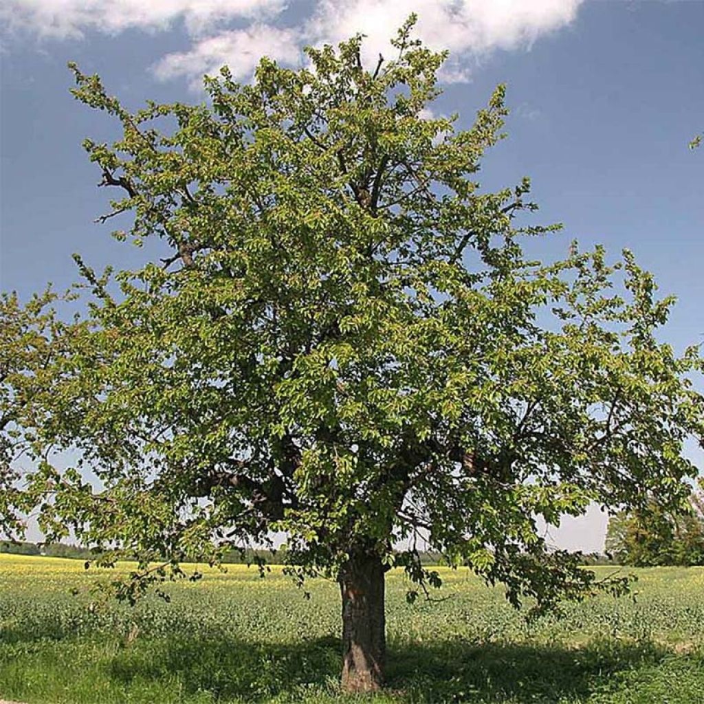 Imeläkirsikka - Prunus avium
