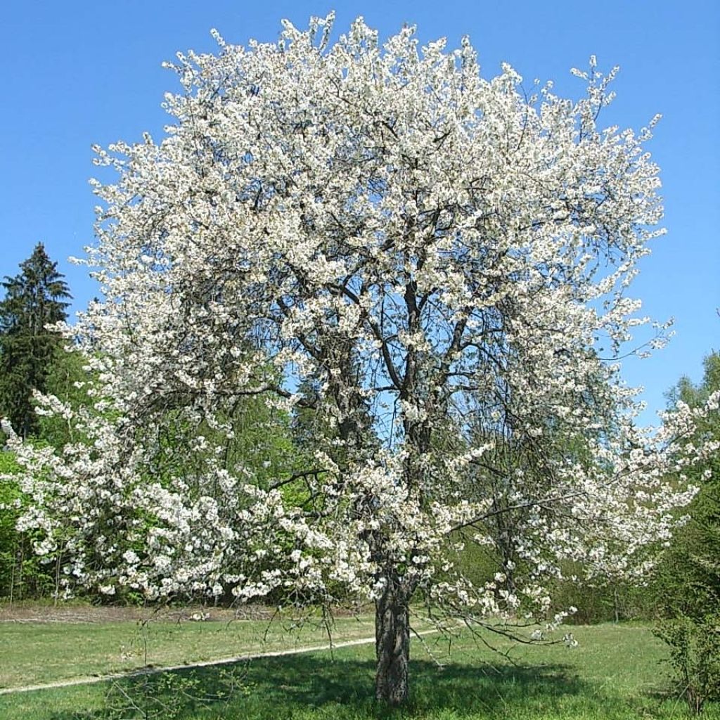 Imeläkirsikka - Prunus avium