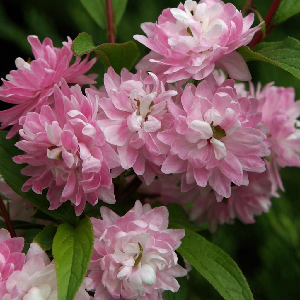 Mantelikirsikka Rosea Plena