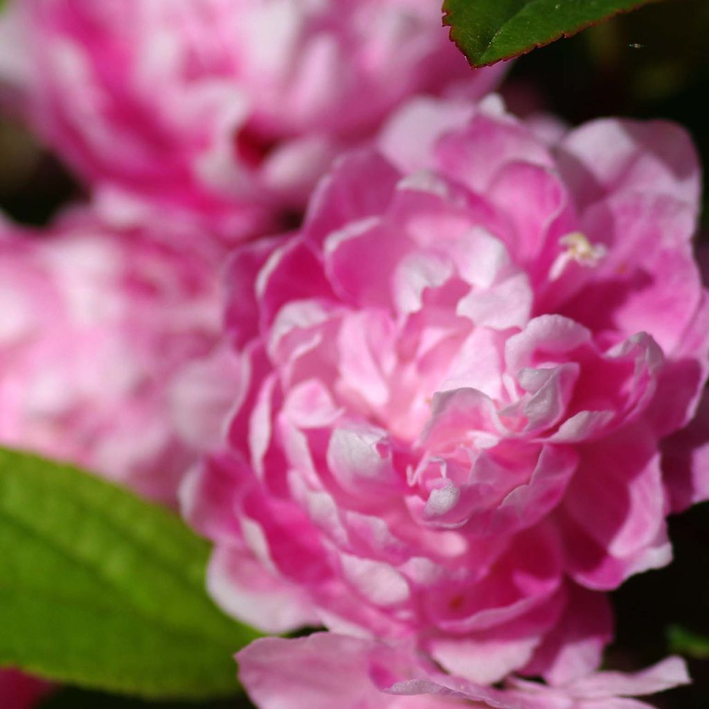 Mantelikirsikka Rosea Plena