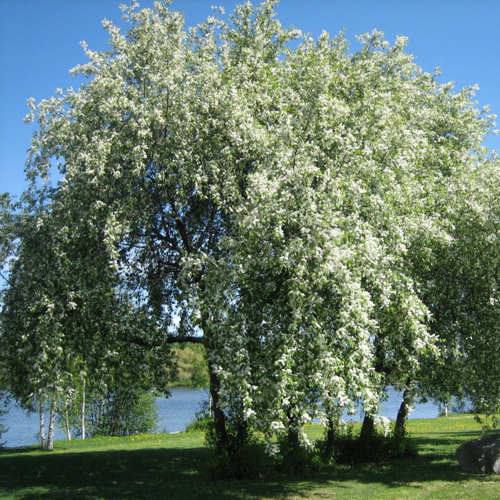 Tuomi - Prunus padus