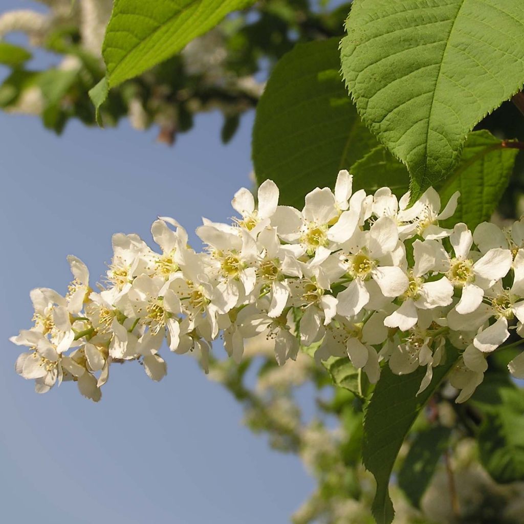 Tuomi - Prunus padus