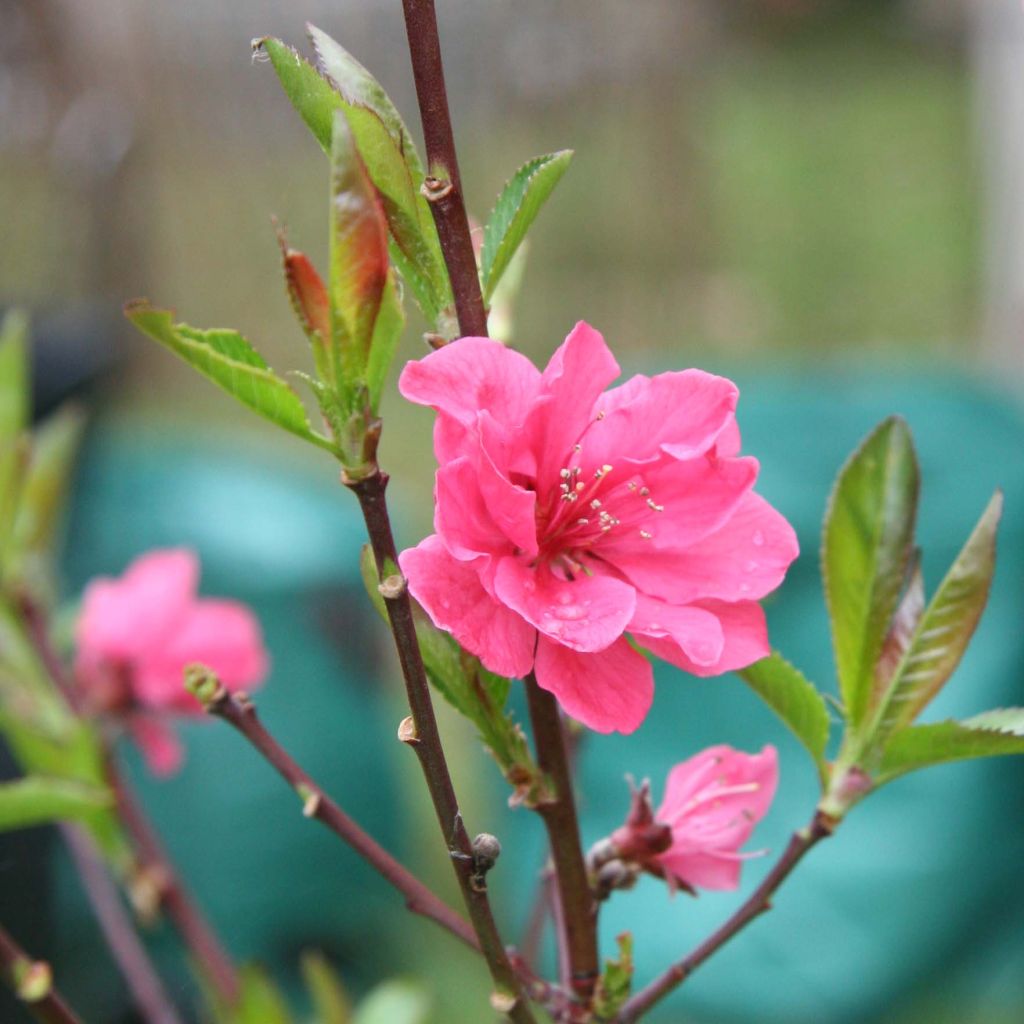 Persikka Taoflora Pink