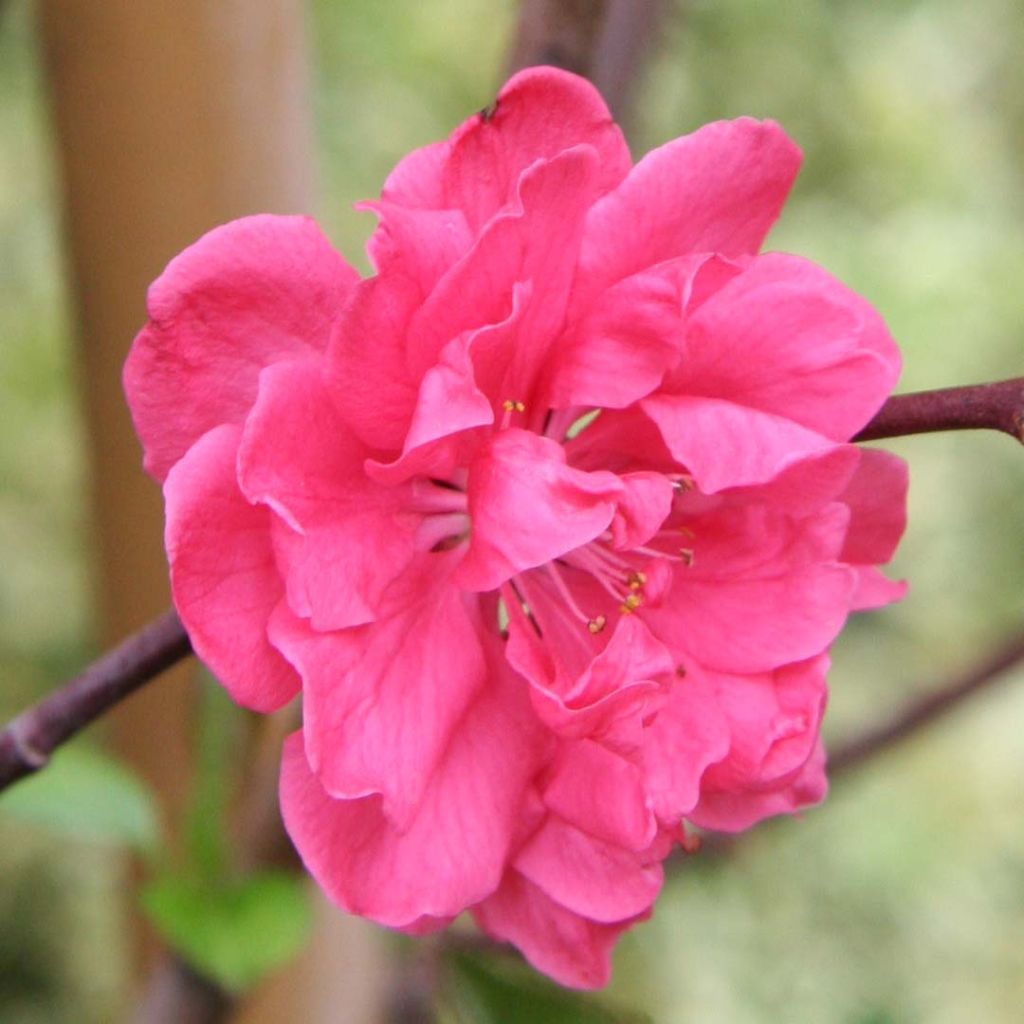 Persikka Taoflora Pink