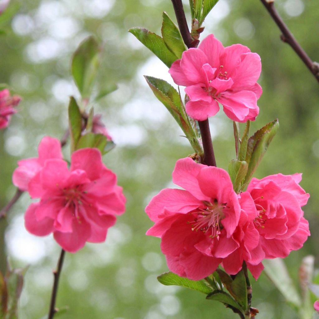 Persikka Taoflora Pink