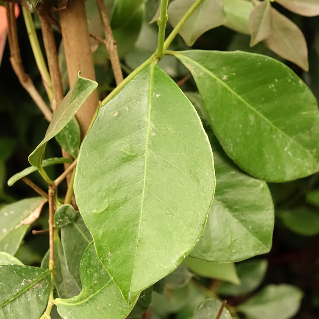 Mansikkaguava - Psidium cattleianum