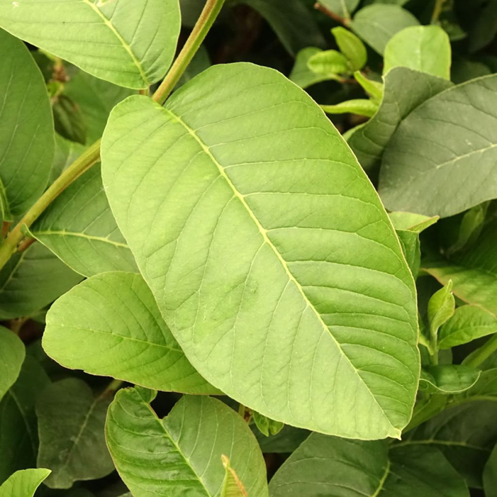 Guava Limon