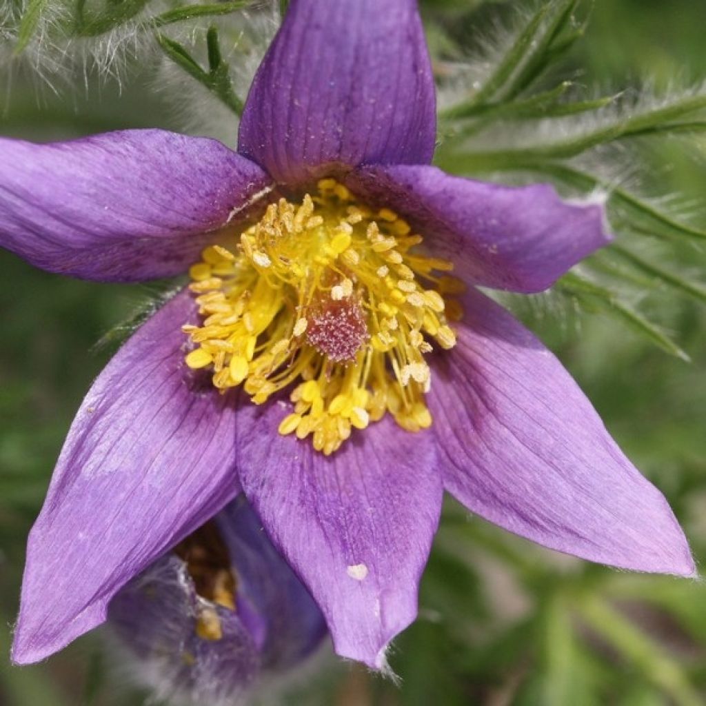 Kylmänkukka Violet