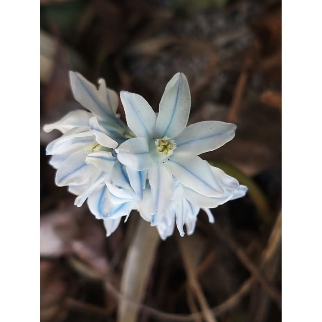 Posliinihyasintti Libanotica