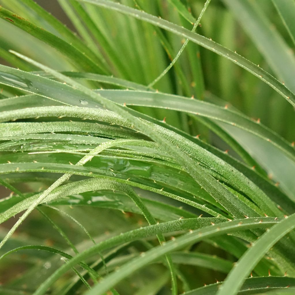 Puya mirabilis