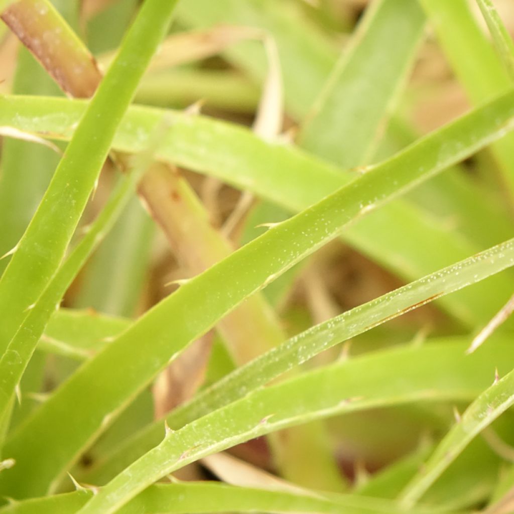 Puya weberbaueri