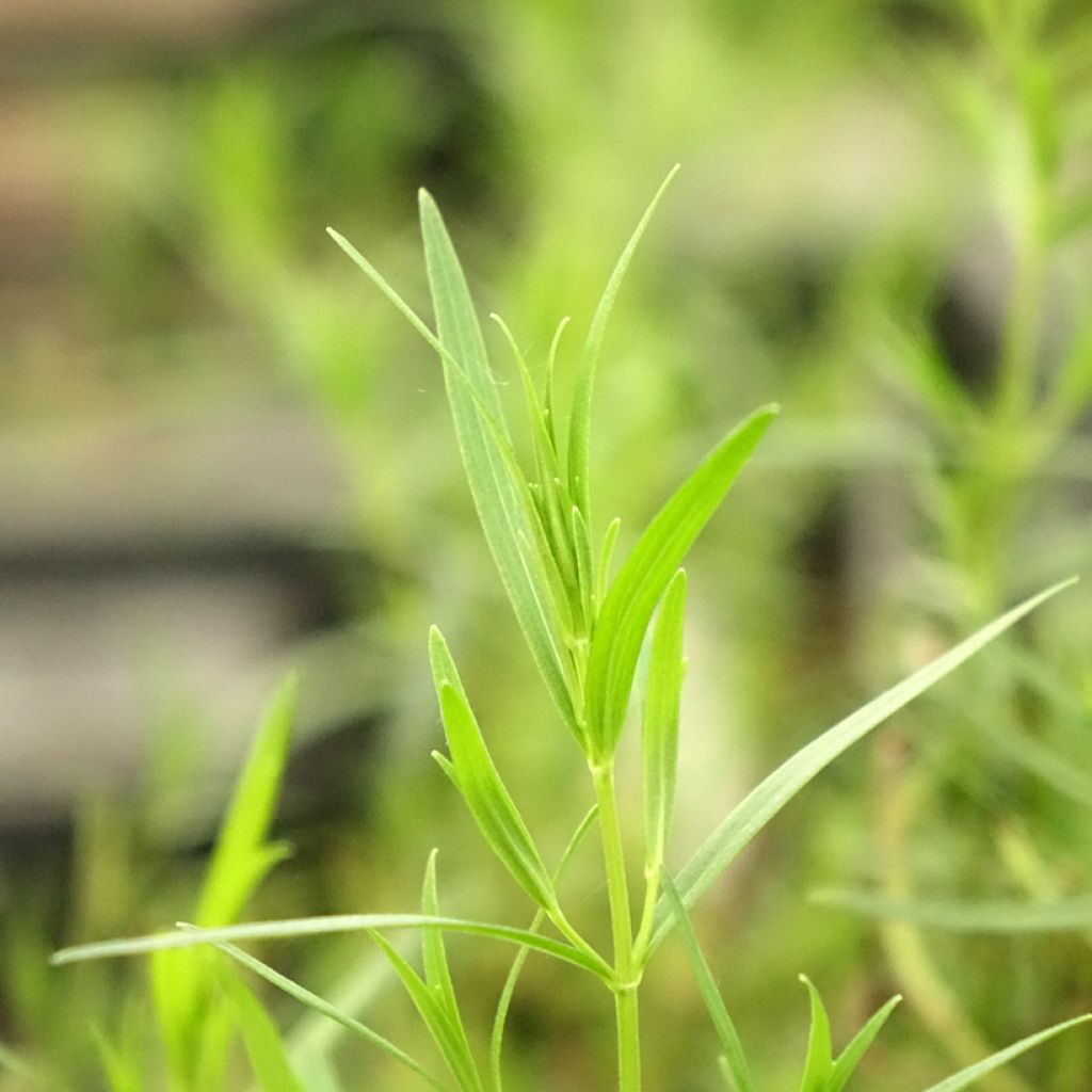 Pycnanthemum flexuosum