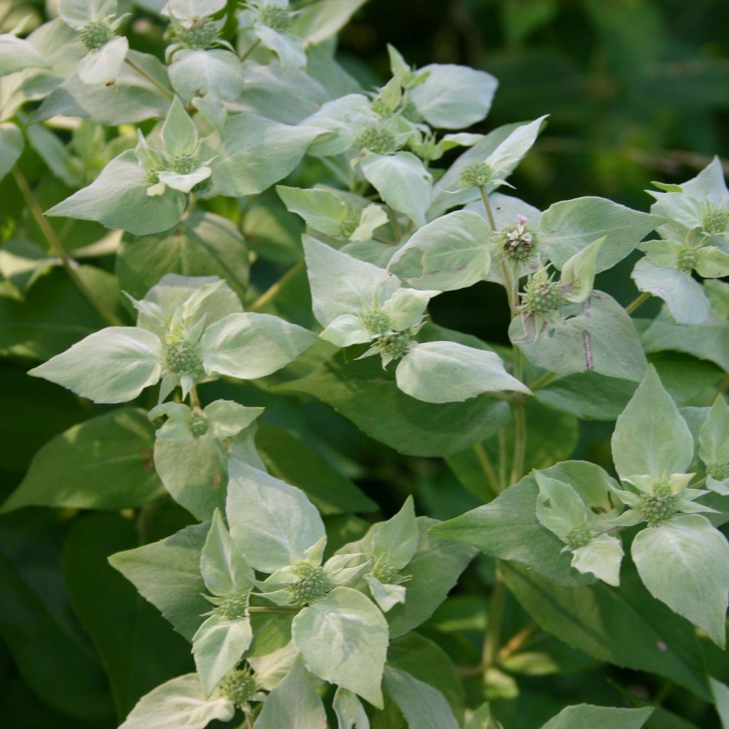 Pycnanthemum muticum