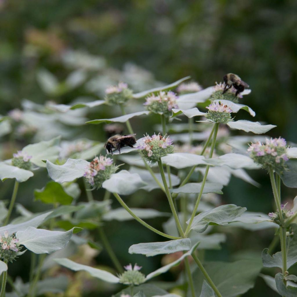 Pycnanthemum muticum