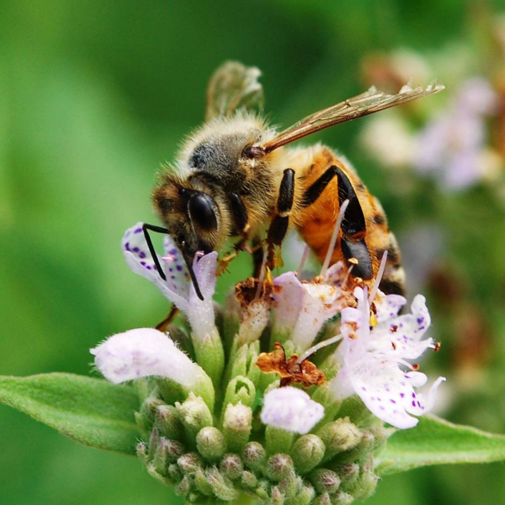 Pycnanthemum muticum