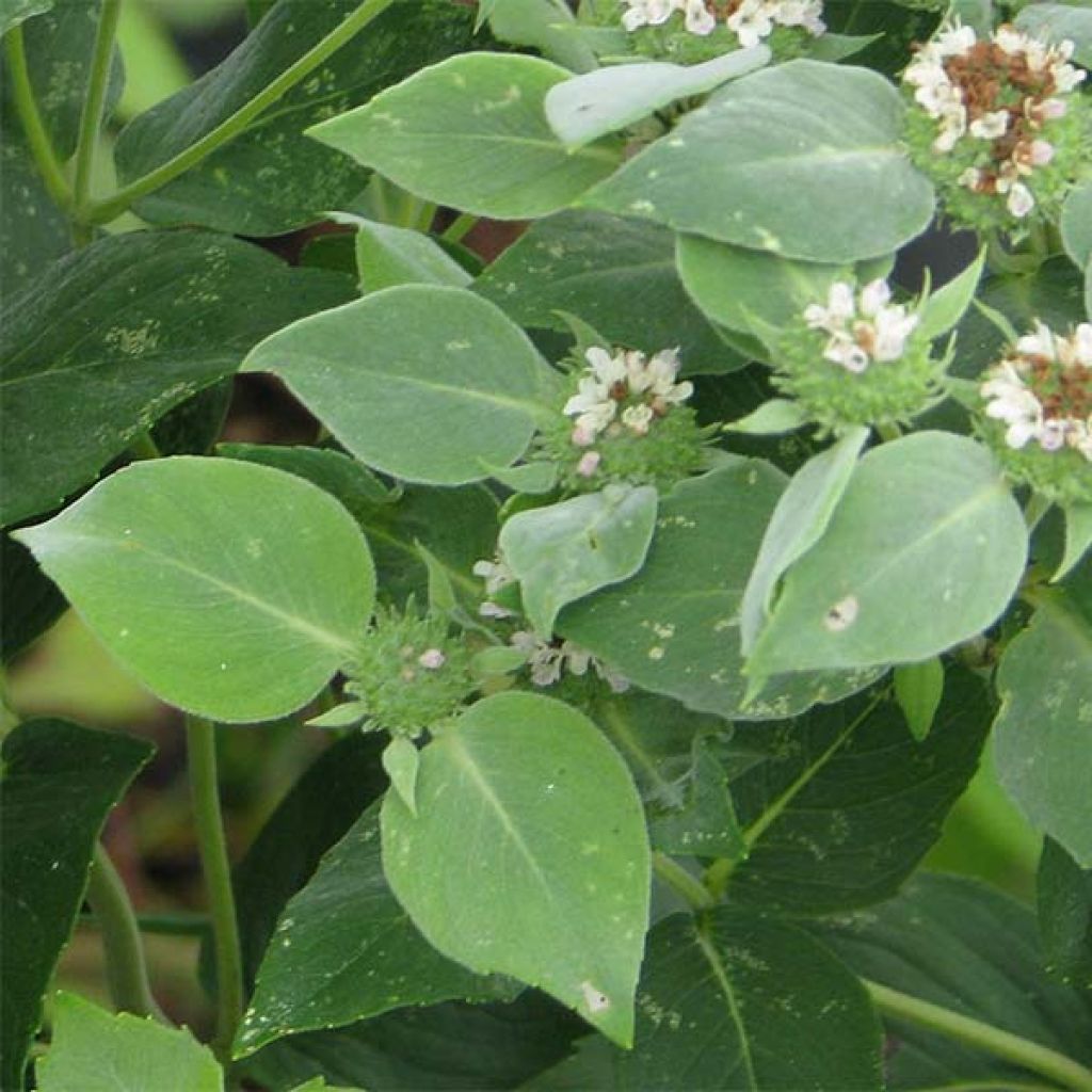Pycnanthemum muticum