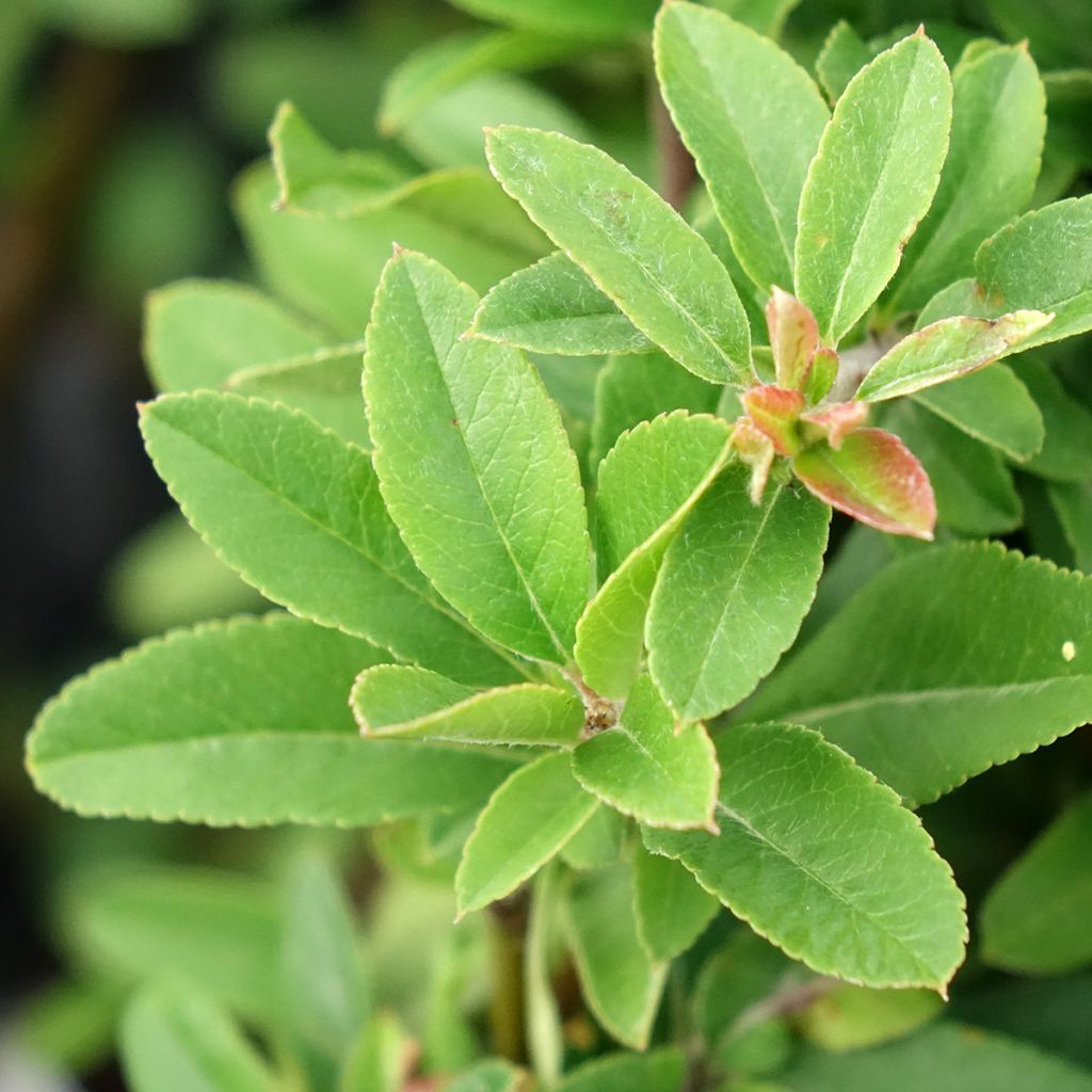 Välimerentulimarja Orange Star
