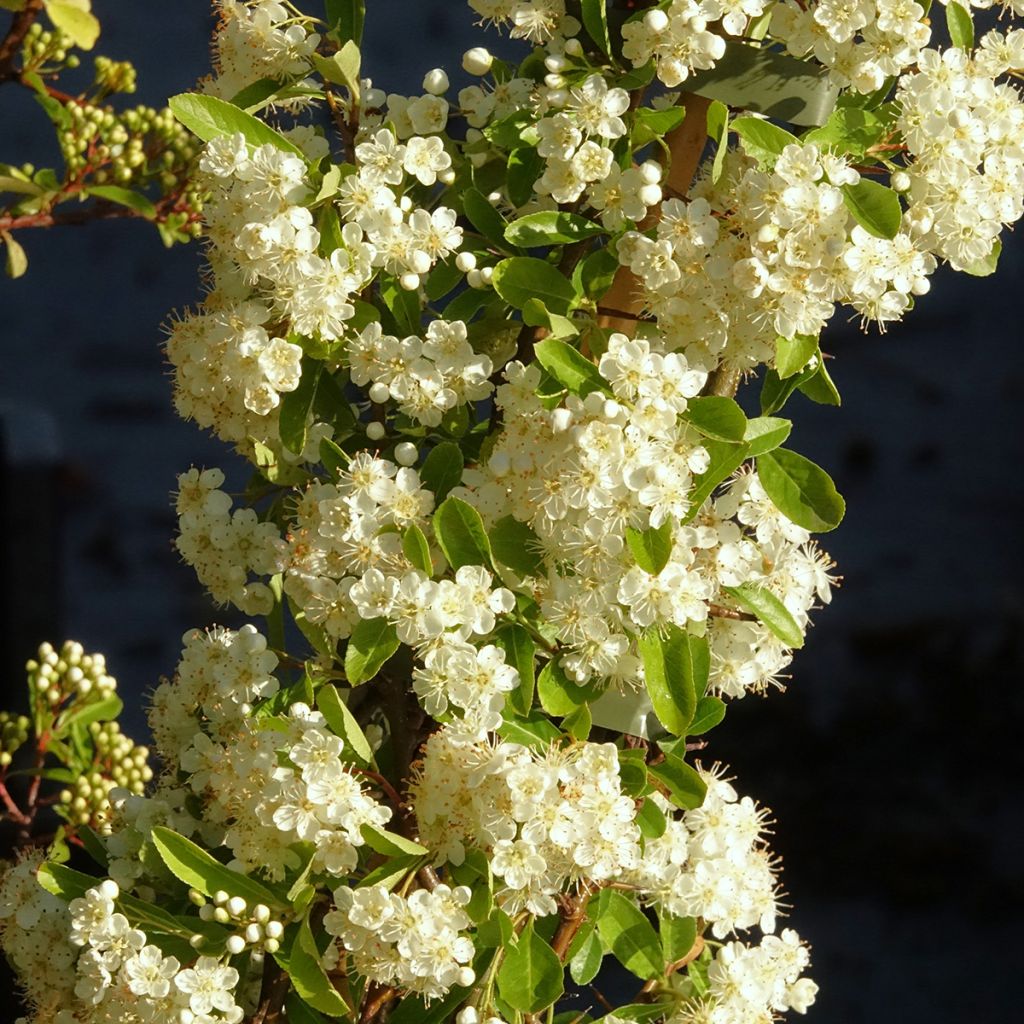 Välimerentulimarja Golden Charmer