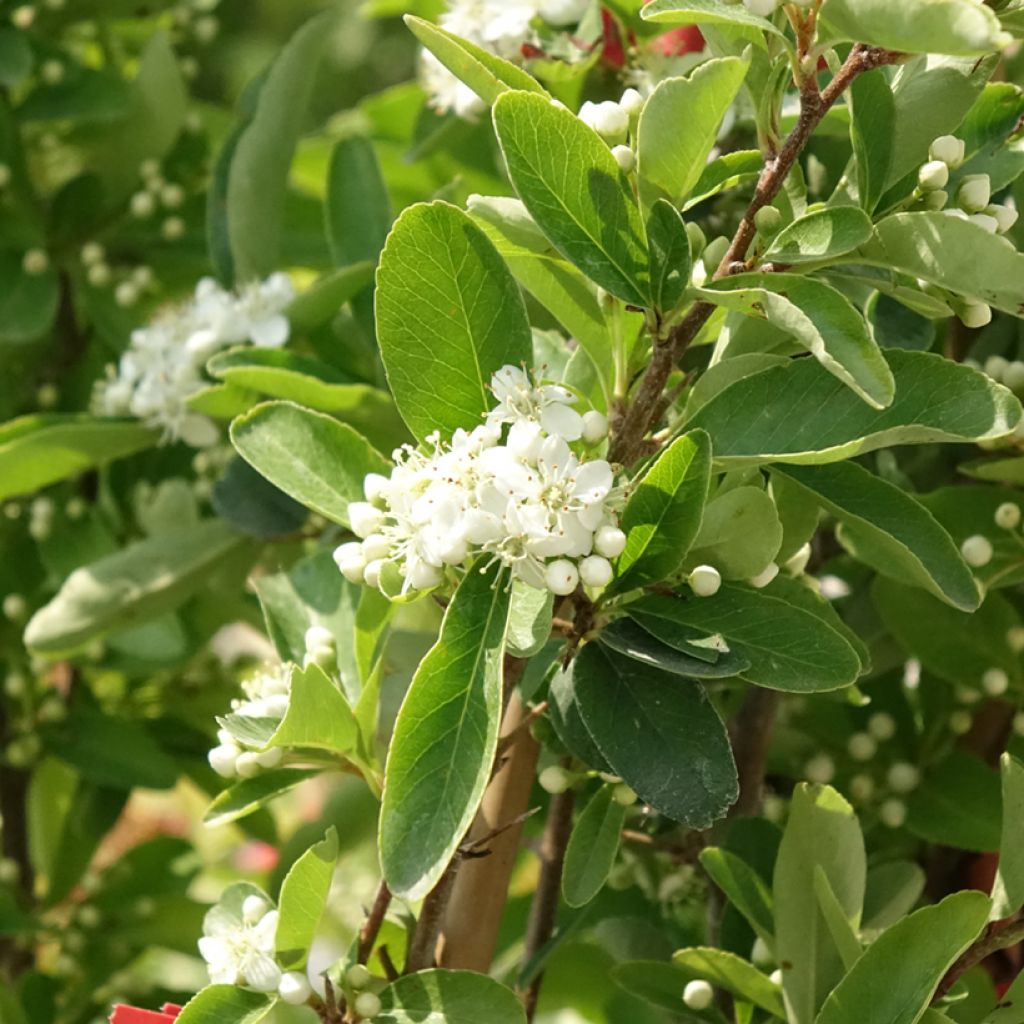 Välimerentulimarja SAPHYR Rouge Cadou