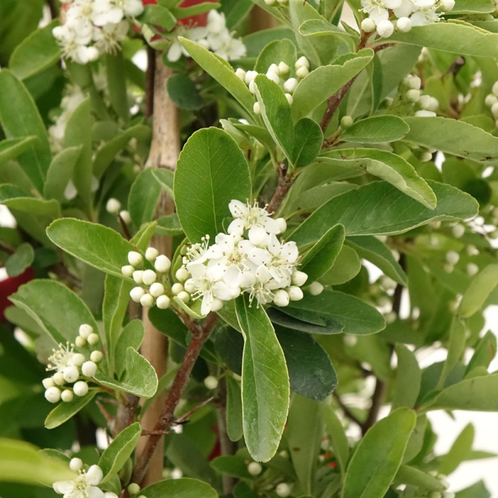 Välimerentulimarja SAPHYR Rouge Cadou